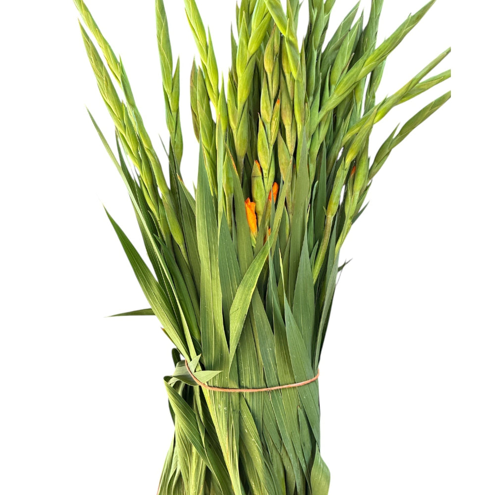 A 10-stem bunch of fresh, orange gladioli standing upright, displaying the vibrant coloration of the emerging lower florets.