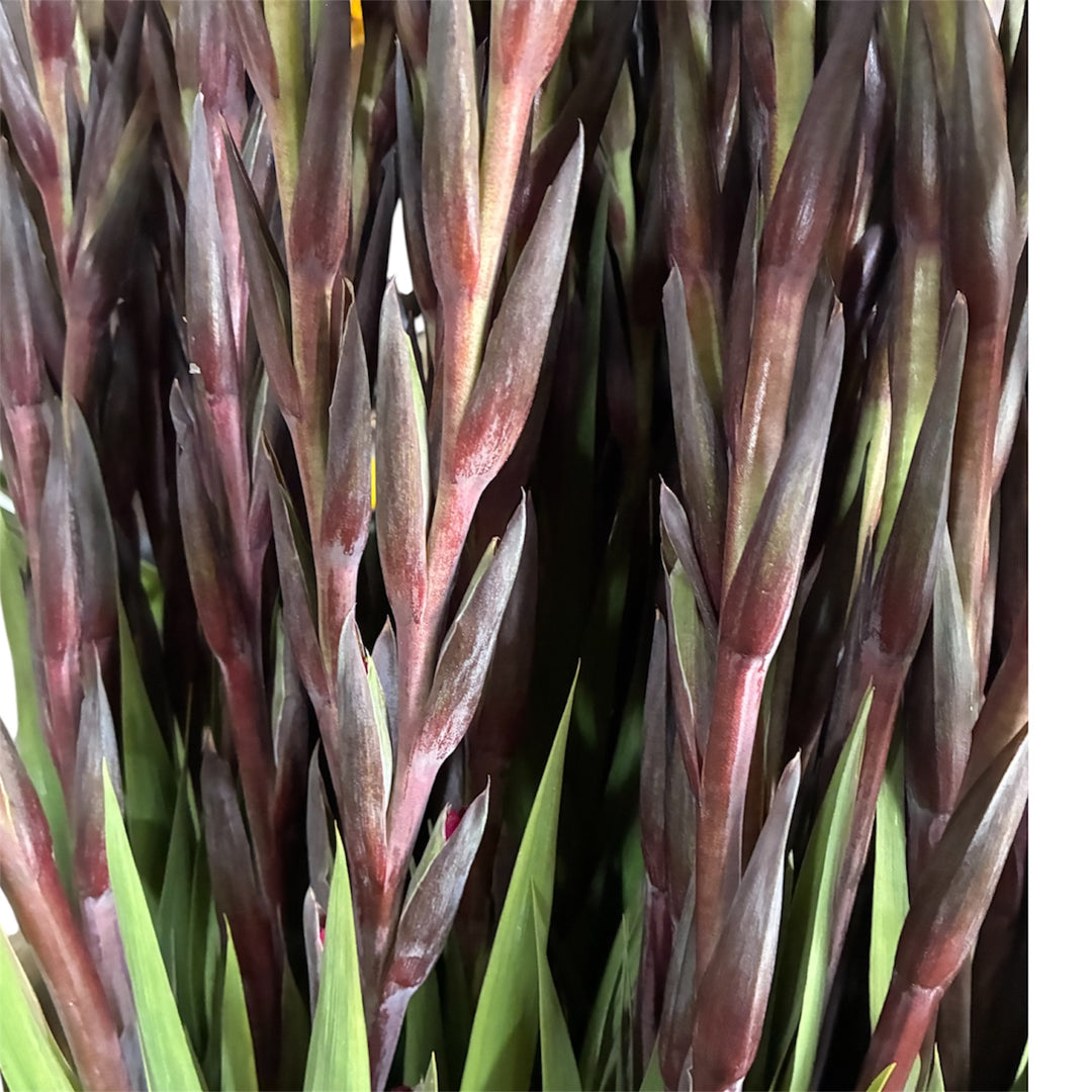 Close-up of deep burgundy Gladioli florets showing rich, velvety wine-red petals blooming up the stem.