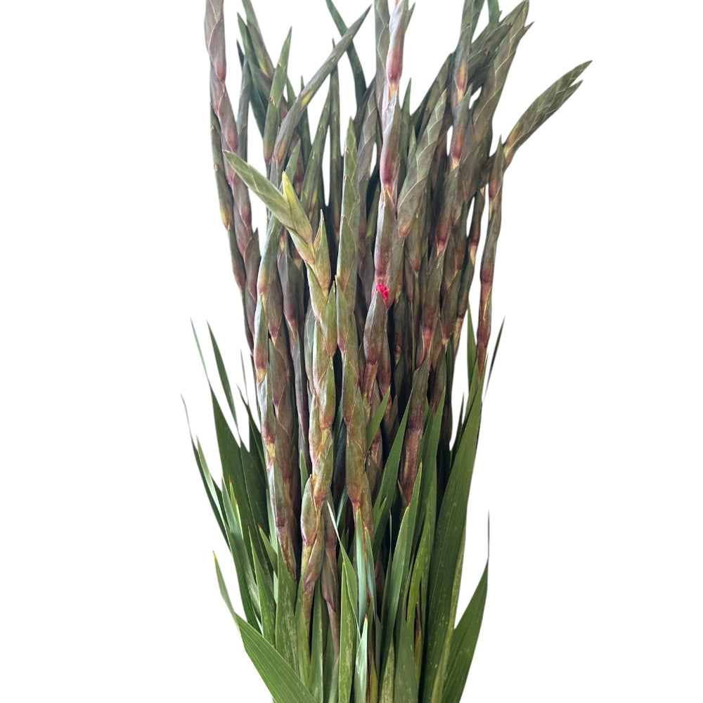 Close-up of rich dark pink Gladioli florets opening sequentially along the stem.