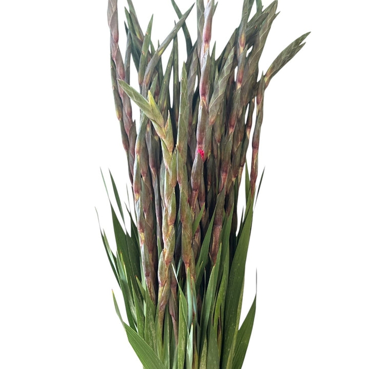 Close-up of rich dark pink Gladioli florets opening sequentially along the stem.