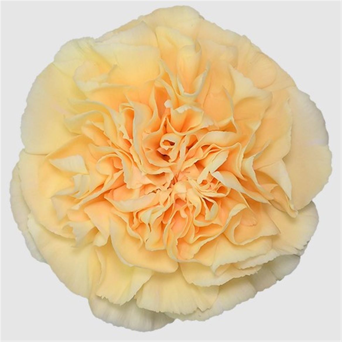 IMPORT - Standard Carnation - Gold 25 stems - SPECIAL OFFER