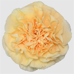 IMPORT - Standard Carnation - Gold 25 stems - SPECIAL OFFER