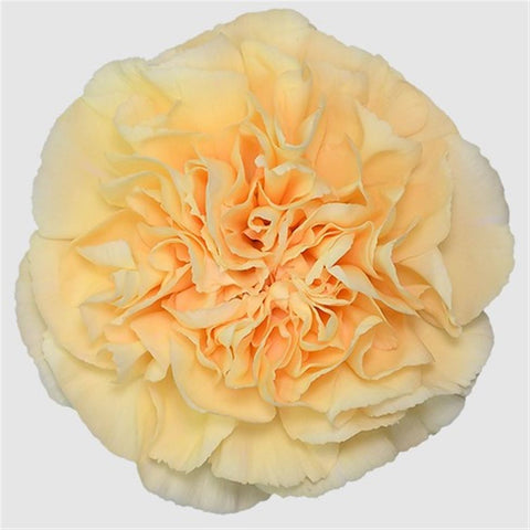 IMPORT - Standard Carnation - Gold 25 stems - SPECIAL OFFER