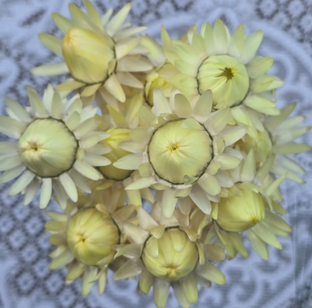 DRIED Helichrysum - MIXED - Wired Heads 24cm - (20 stems)
