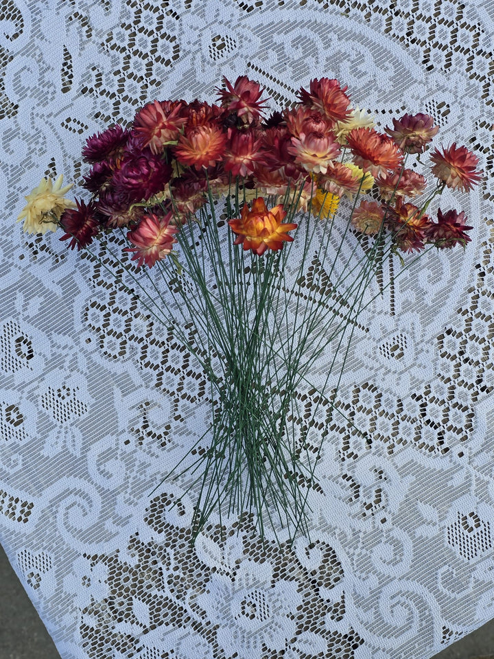 DRIED Helichrysum - MIXED - Wired Heads 24cm - (20 stems)