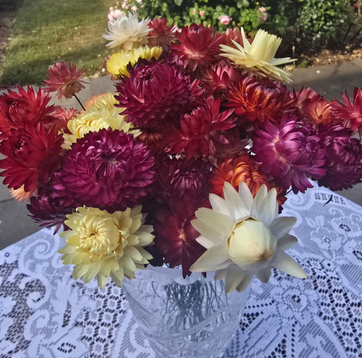 DRIED Helichrysum - MIXED - Wired Heads 24cm - (20 stems)
