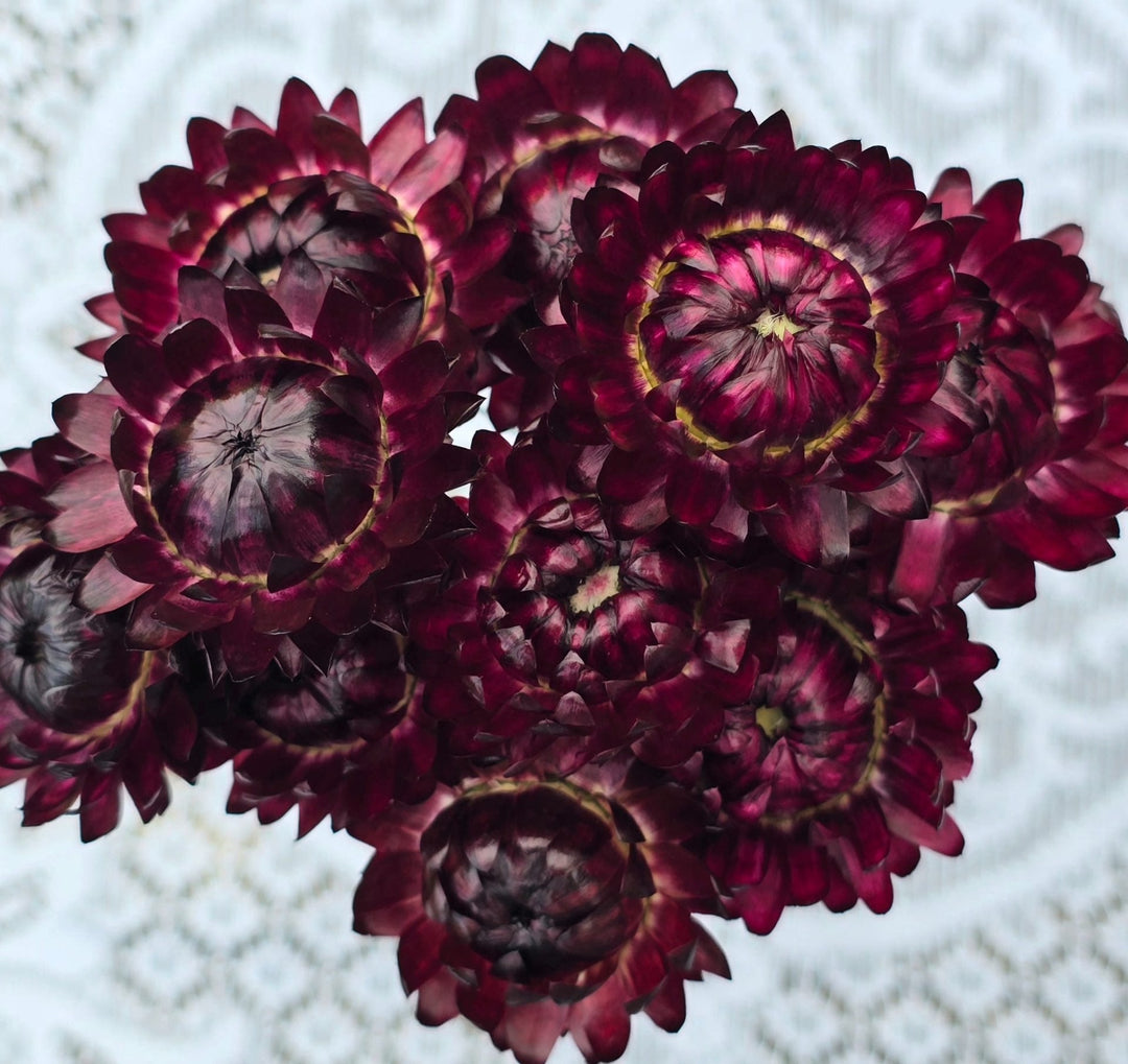 DRIED Helichrysum - MIXED - Wired Heads 24cm - (20 stems)
