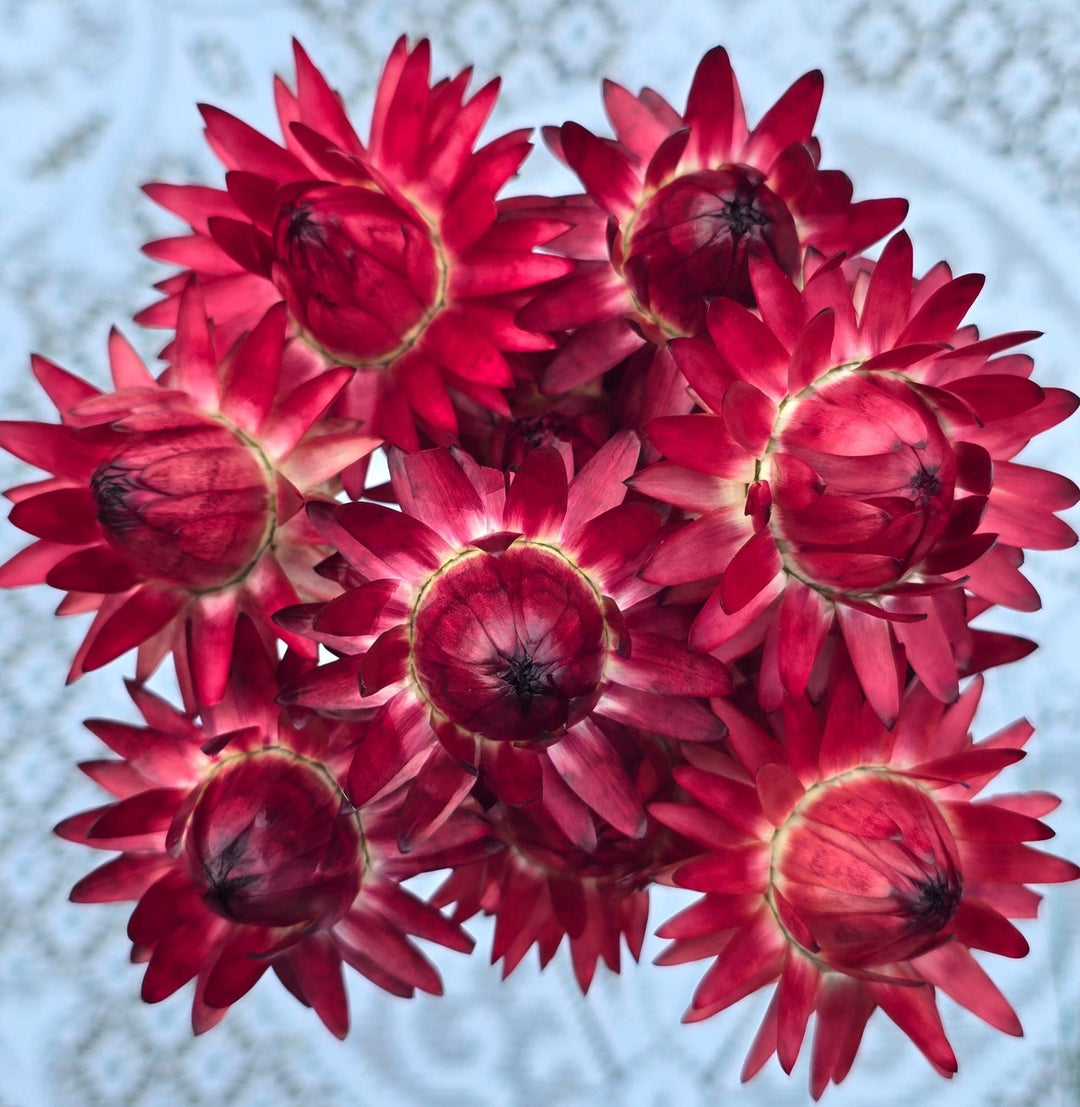 DRIED Helichrysum - MIXED - Wired Heads 24cm - (20 stems)