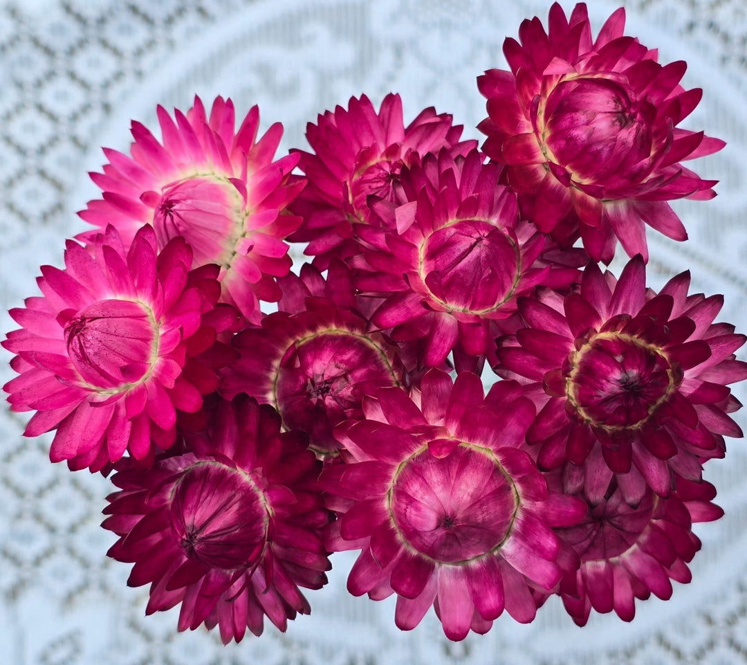 DRIED Helichrysum - MIXED - Wired Heads 24cm - (20 stems)