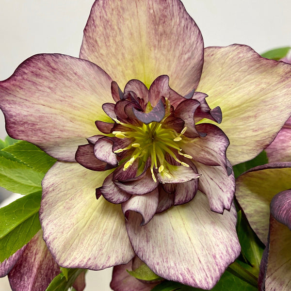 plumb hellebores UK wholesale
