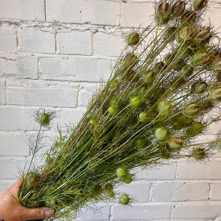 A florist holding a generous, freshly packed growers bunch of semi-dried green Nigella seed pods to demonstrate the size, scale, and rich texture of the bundle.