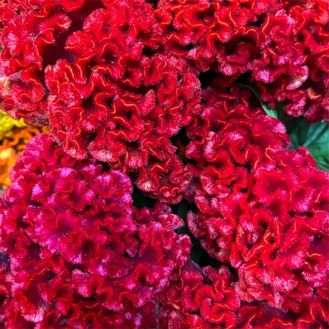 Detailed close-up of the velvety hot pink and crimson crest of a Celosia cristata Cockscomb bloom