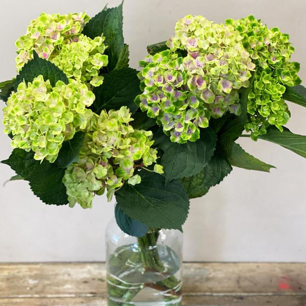 A 5-stem bunch of British-grown 55-60cm Amethyst Hydrangeas with unique green, blue, and pink variegated blooms.