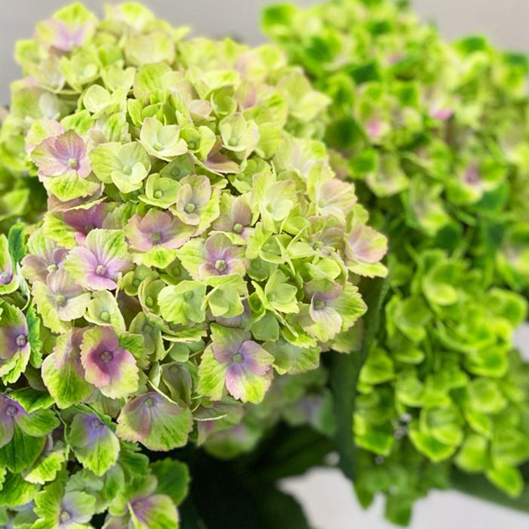 Close-up of Norfolk-grown Amethyst Hydrangea showing bright green petals with subtle blue and purple markings.