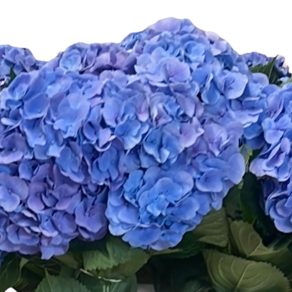 Close-up of soft powdery blue petals on a Norfolk glasshouse-grown Diamond Blue Hydrangea bloom.
