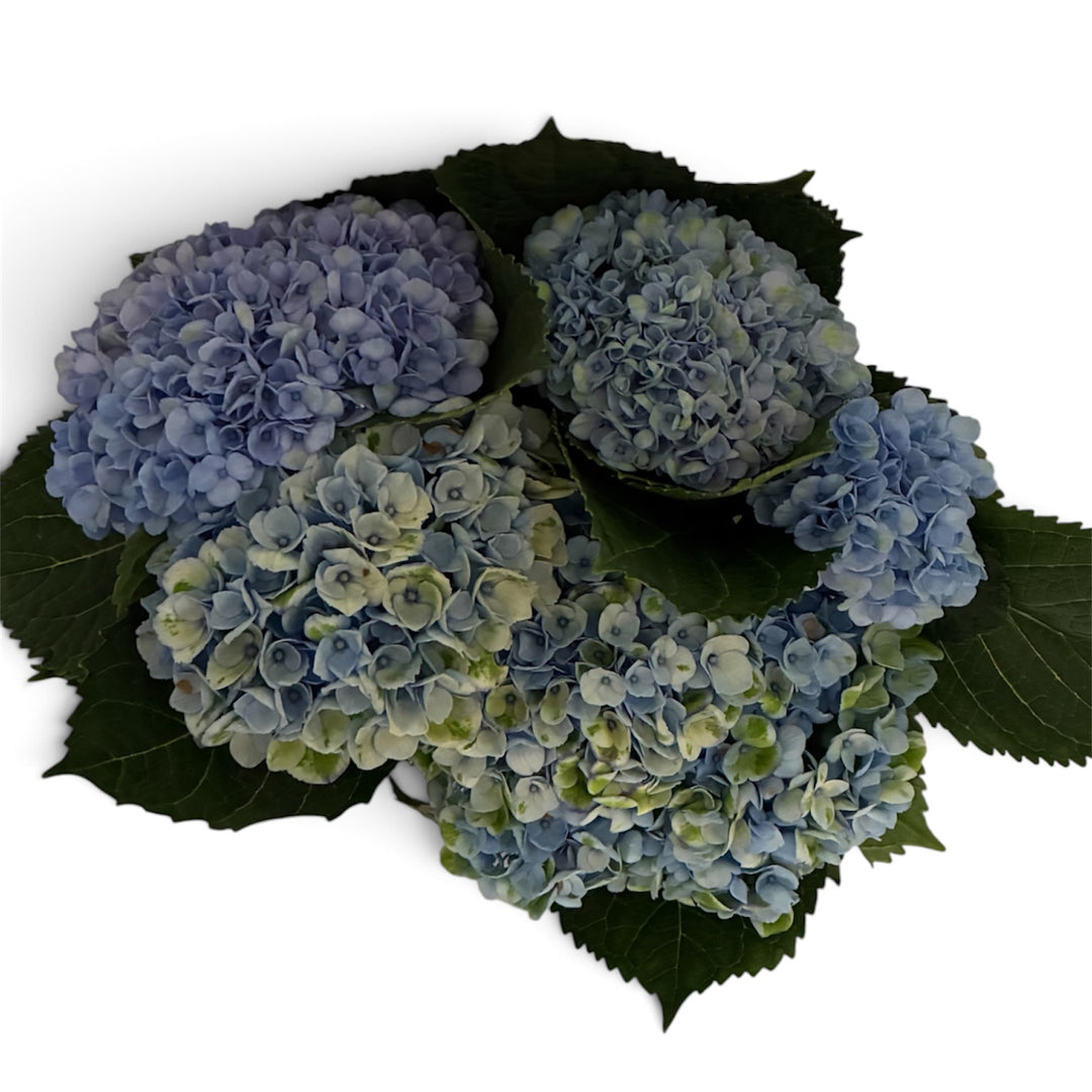 Freshly harvested bunch of 5 UK grown Hydrangea Revolution stems featuring small blue flower heads.