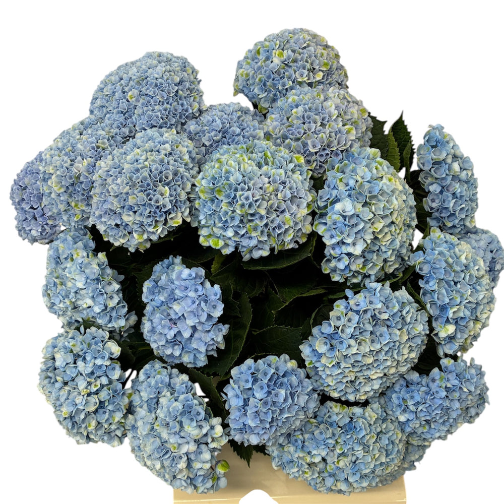 A 5-stem bunch of multi-headed British blue Hydrangea Revolution showing dense cluster heads.