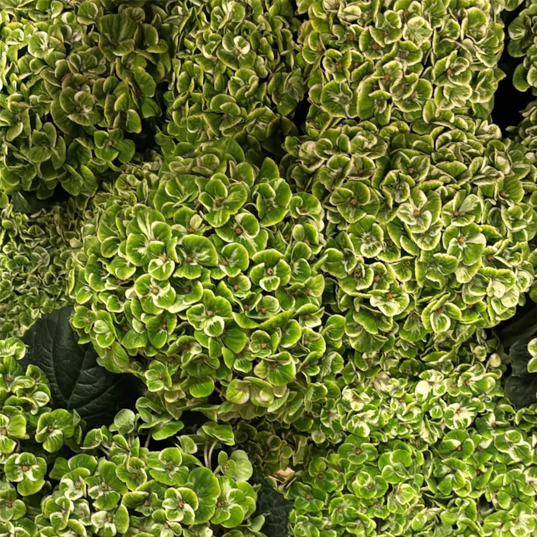 Detailed close-up of multi-headed green florets with subtle coral highlights on a British Hydrangea Classic Coral.