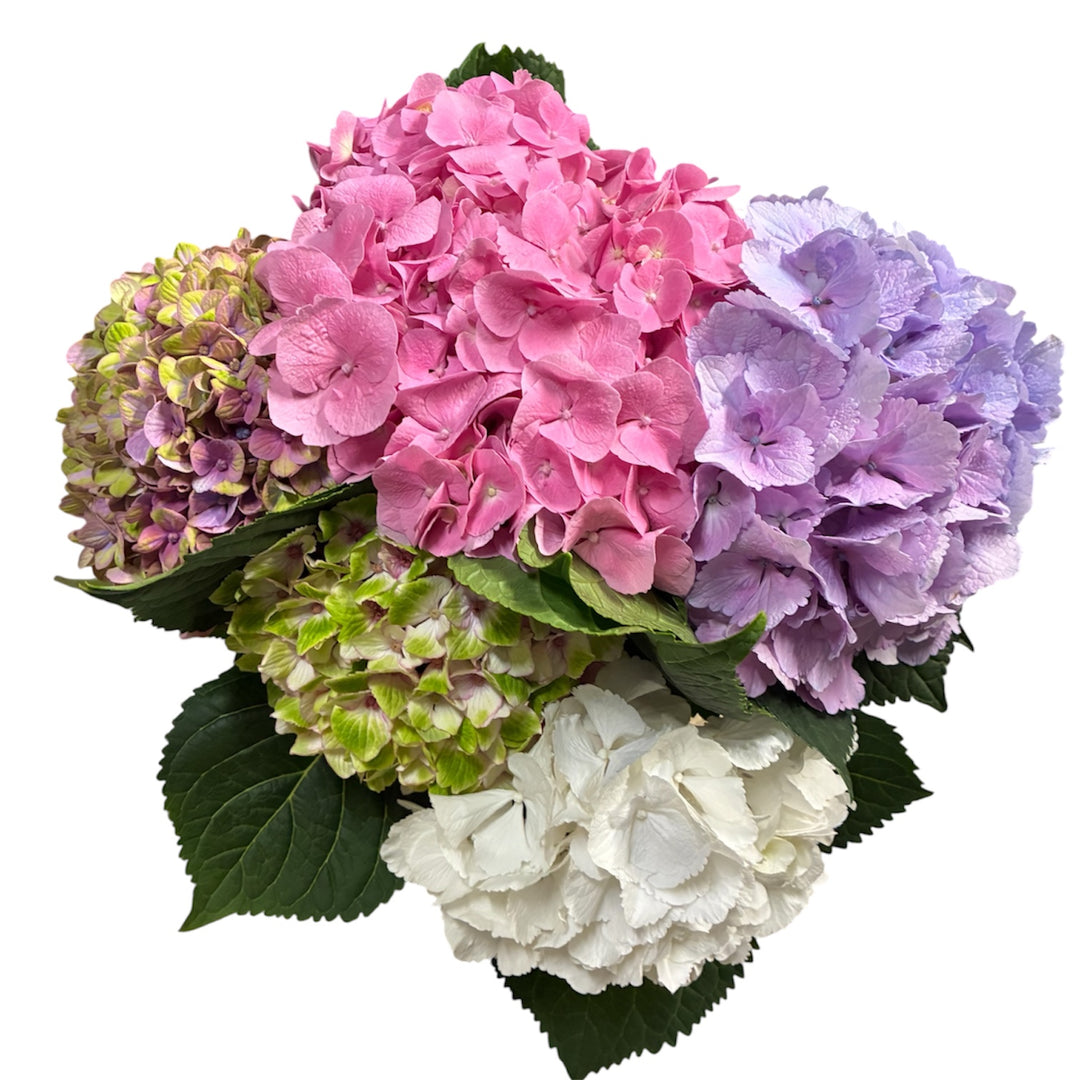 A bundle of 5 British-grown mixed colour hydrangea stems showing a range of distinct shades.
