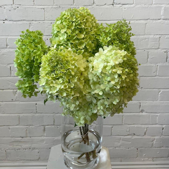 Five Limelight Hydrangea stems in a glass vase, showcasing the consistent 65cm length, robust stems, and large lime-green mophead blooms.