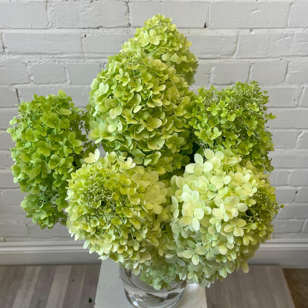 Five tall (65cm), British-grown Limelight Hydrangea stems with full lime green flower heads standing in a clear glass vase filled with water.