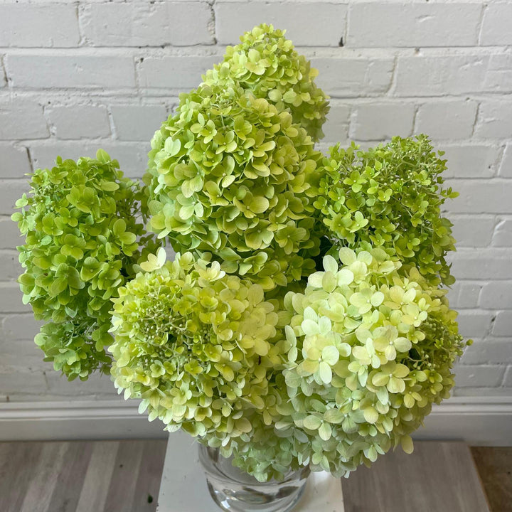 Five tall (65cm), British-grown Limelight Hydrangea stems with full lime green flower heads standing in a clear glass vase filled with water.