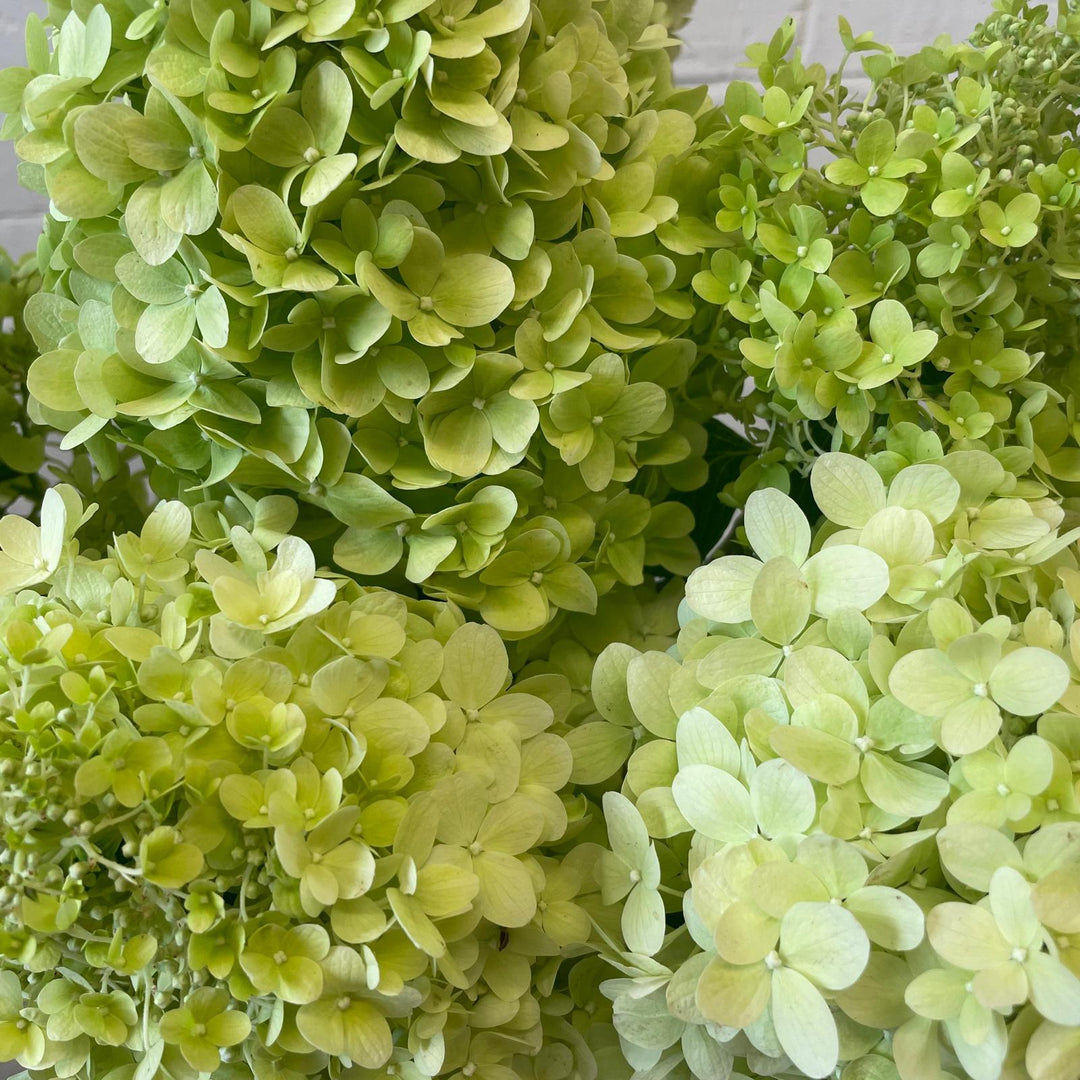 A close-up photograph of a fresh, British-grown lime green Limelight Hydrangea bloom, highlighting the intricate petal structure and natural citrus-green colour.
