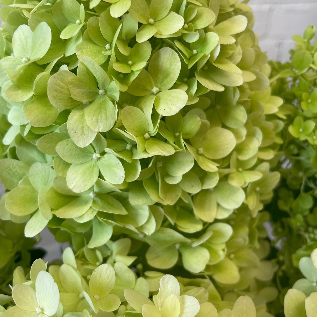 Detailed close-up view of a Norfolk-grown Limelight Hydrangea bloom, capturing the fresh, tight cluster of lime green flowers.