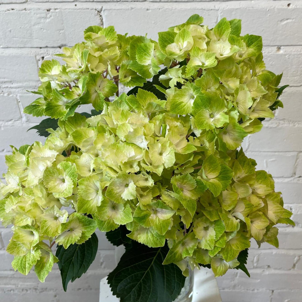 A bunch of five premium Hydrangea Mint Mojito stems with large green and cream flower heads and healthy green foliage.