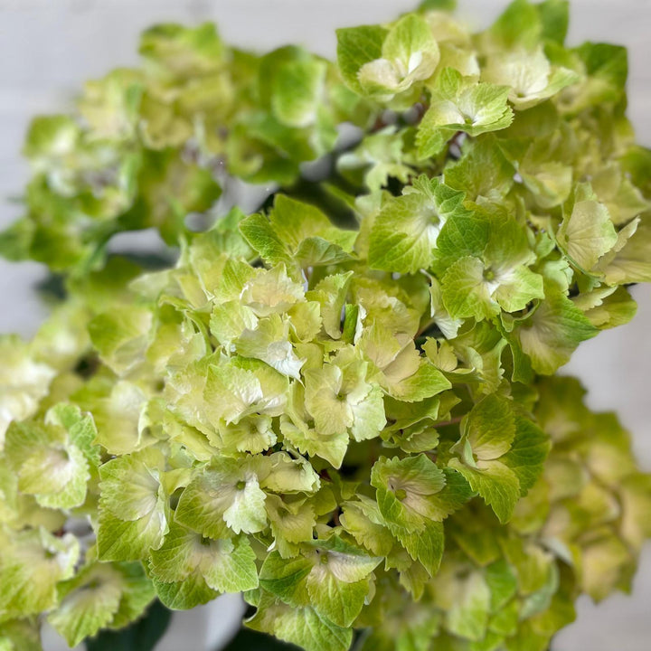 A detailed, close-up shot of a massive greeny-cream Hydrangea Mint Mojito flower head, showing the delicate petals grown under glass in Norfolk.