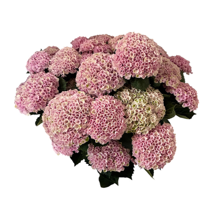 A 5-stem bunch of multi-headed British pink Hydrangea Revolution showing dense cluster heads.