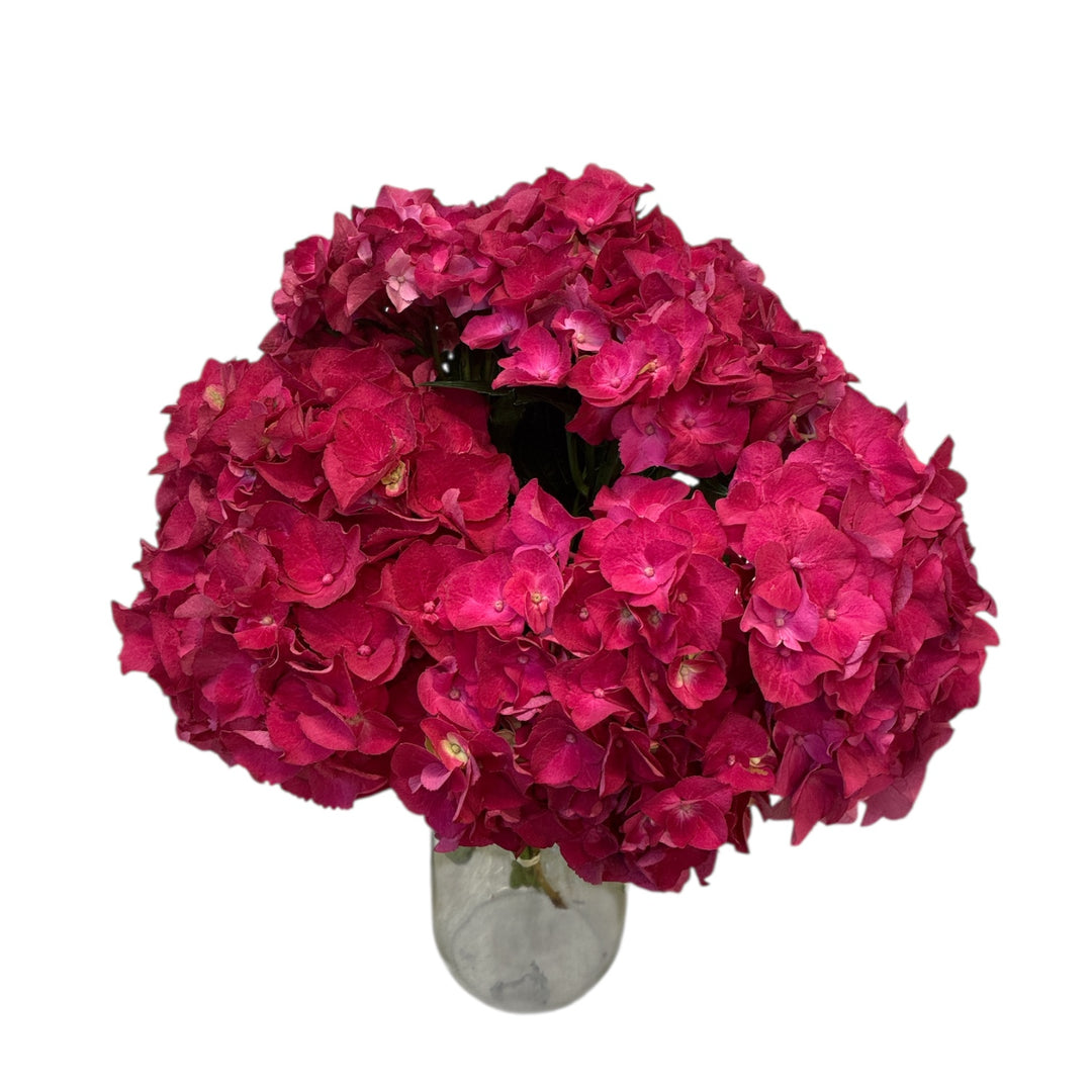 A professional commercial bunch of five premium Hydrangea Summer Berries stems featuring vibrant red-cerise flower heads and rich green leaves.