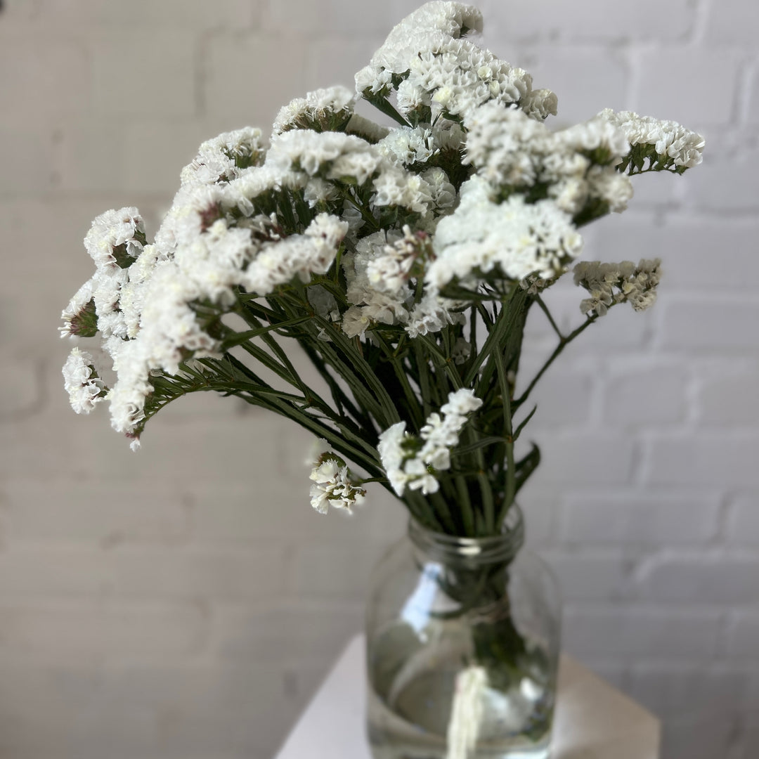 Statice - WHITE - Sinuatum 50cm - (10 or 50 stems)