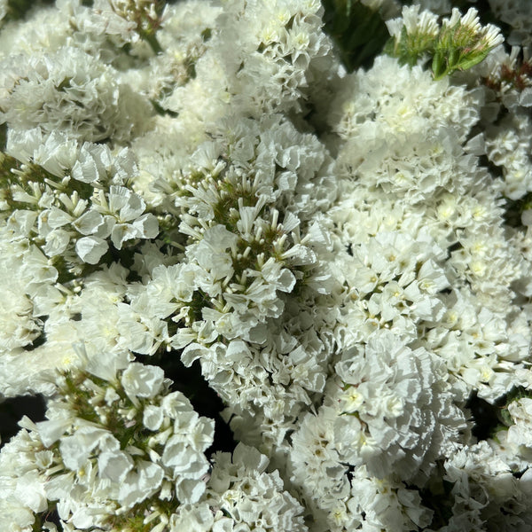 Statice sinuatum - White - Bunch of 10 stems (48p)