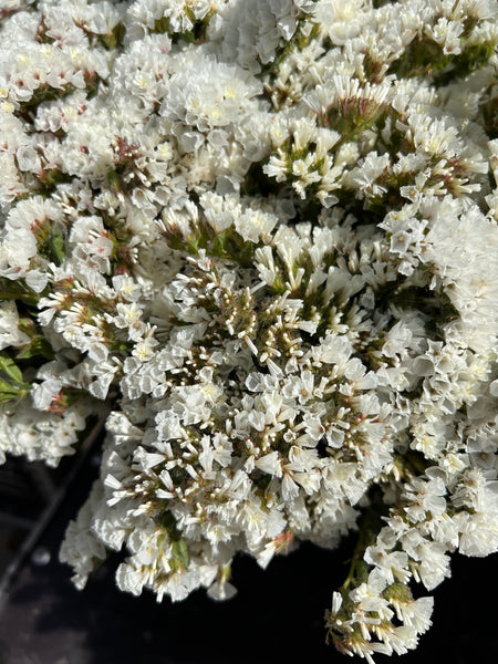 Statice sinuatum - White - Bunch of 10 stems (48p)