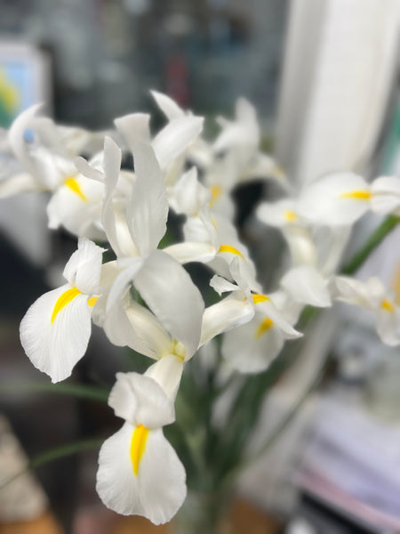 British Grown Iris White 'Alaska' Bundle of 25 stems (35p)