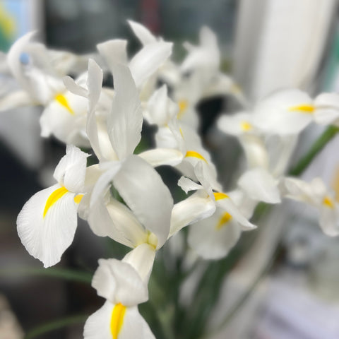 British Grown Iris White 'Alaska' Bundle of 25 stems