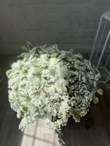 Statice sinuatum - White - Bunch of 10 stems (48p)