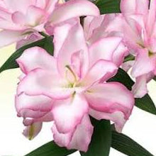 Lily **POLLEN FREE** Soft Pink Rose Lilies - ANOUSKA x  3 stems