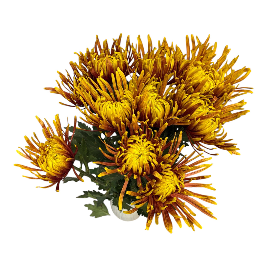 Close-up view of a single imported spiky bronze Chrysanthemum Baltazar bloom showing delicate copper petals and fine texture.