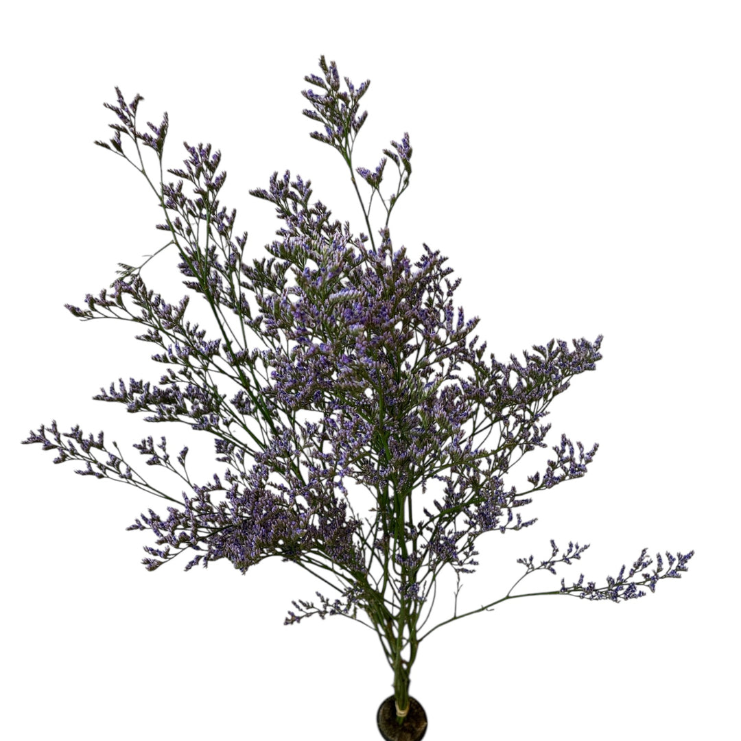 A wholesale wrap of imported Limonium Skylight stems, showing a dense, misty cloud of soft lilac filler flowers.