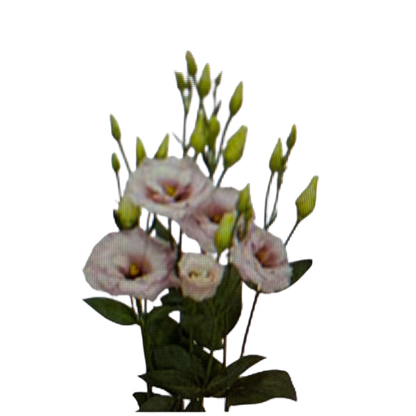 A close-up of a premium Chaconne Lisianthus stem highlighting the long side-branches and tight, swirling pastel pink and green flower buds.