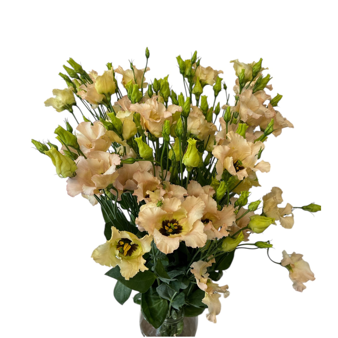 A premium wholesale bunch of five Dutch-grown Apricot Faldo Lisianthus stems, showing heavy branching stalks and unique apricot-nude flower buds.