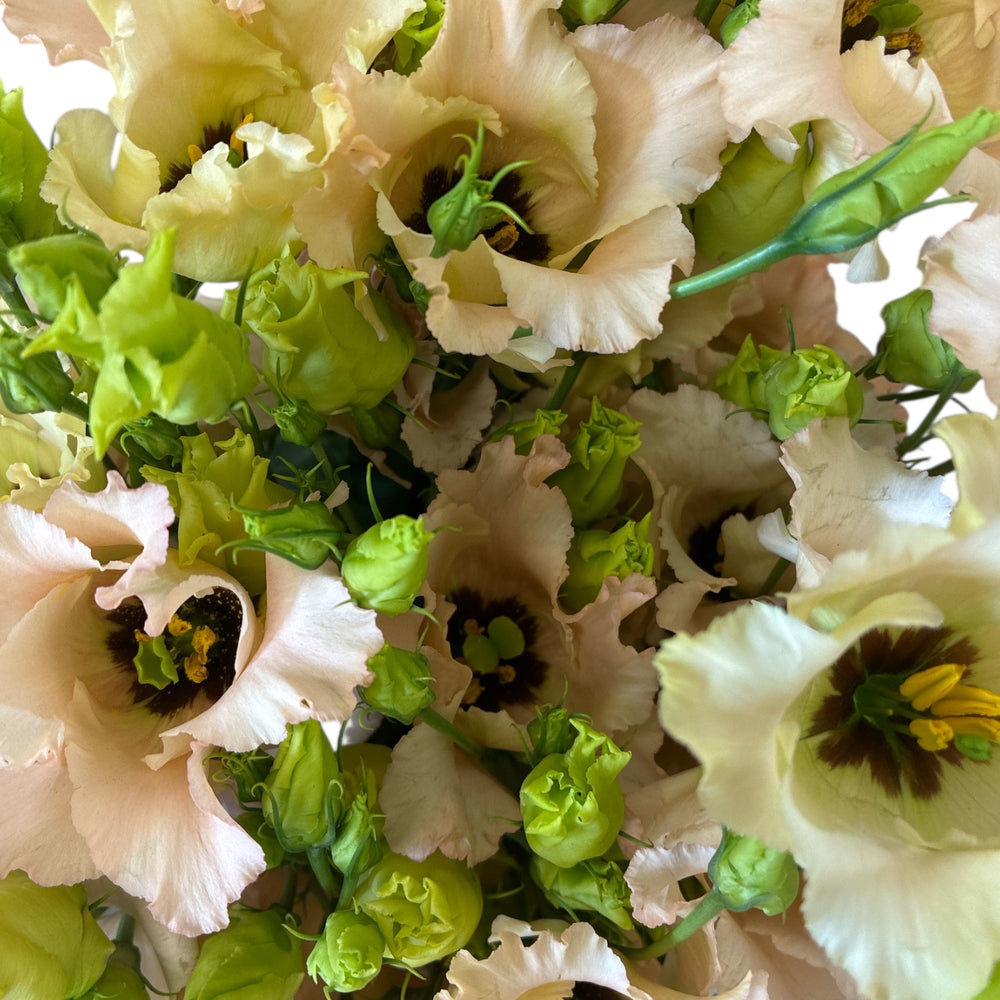 A detailed macro view of a single open Faldo Apricot Lisianthus flower, displaying its delicately fringed petals in warm champagne-salmon and apricot tones.