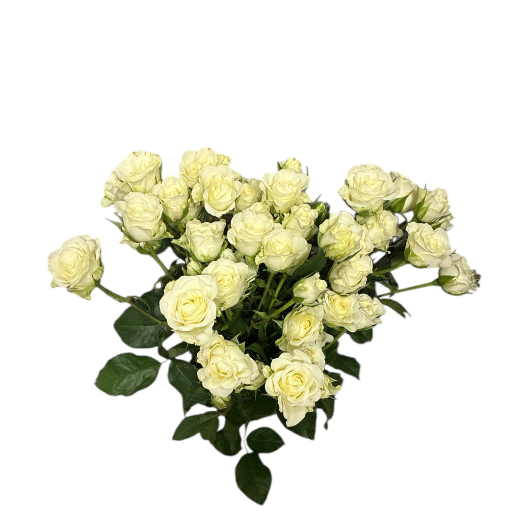 A wholesale bunch of 10 long-stemmed Snowflake white spray roses with strong 50cm stems, imported from Kenya for British Flowers Direct.