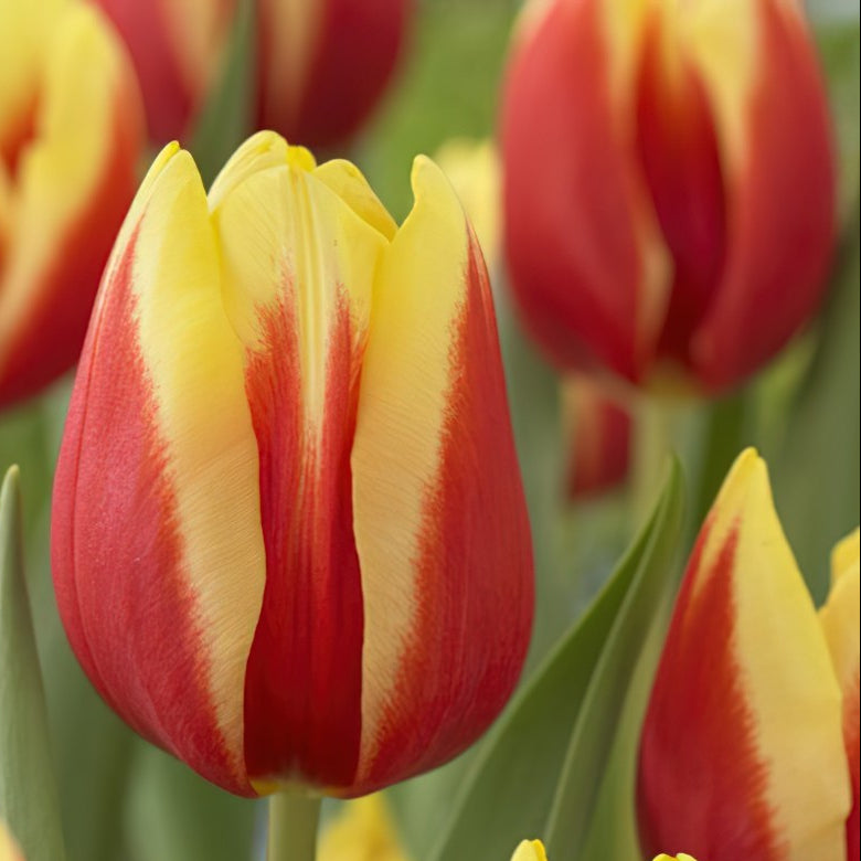 Tulip - Bi-Orange/Red-Orange-Yellow -50 stems