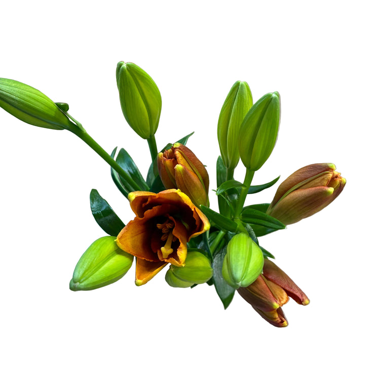 Close-up shot of an open dark orange LA Lily Amber Wave bloom showing rich amber-orange petals and clean stem texture.