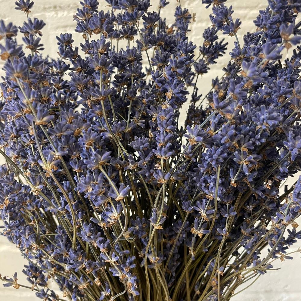 DRIED - Lavender Bunches