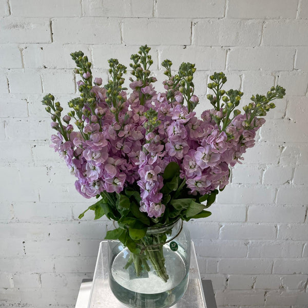 pink uk grown flowers stocks 