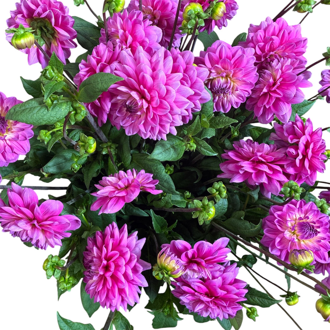 Detailed close-up showing the intricate lilac and rich dark pink petals of a Deco dahlia bloom